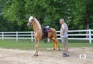SteeleSaddleandRacking Horses486708_10151418037863603_2131383225_n