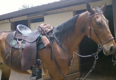 cheriestandardbredmaremountaineersaddle