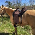 My TWH loves my new Steele Mountaineer, as do I.