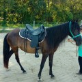 Thanks for the great saddle!