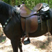 Demo Trail Saddle Program Perfect Fit | Trail Saddles by Steele