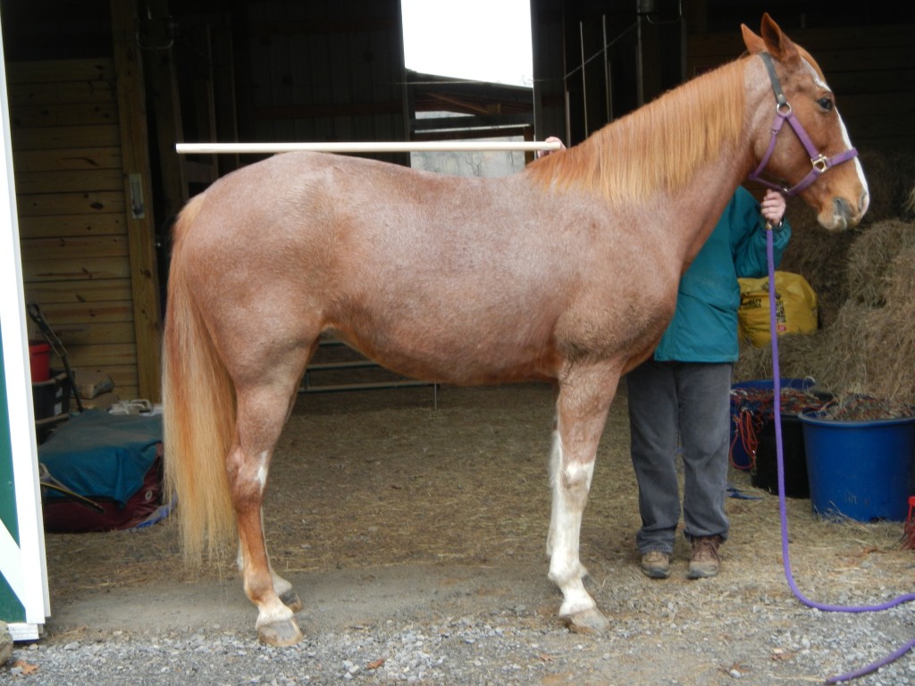 try before you buy demo trail saddle program by steele Trail Saddles