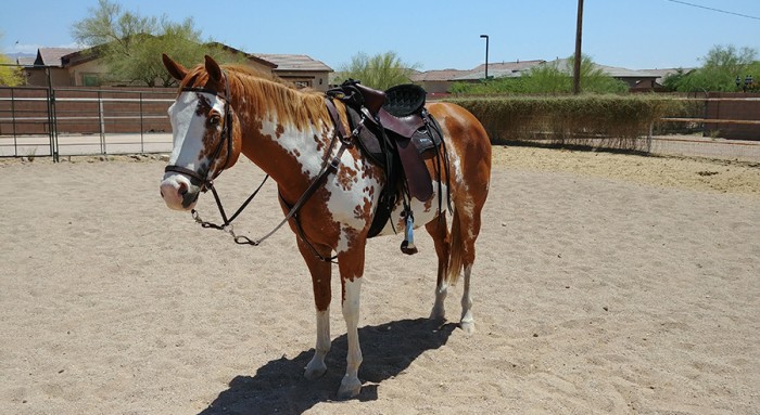I look forward to many years riding in this lovely saddle.